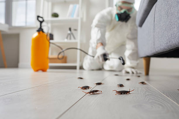 Affordable Termite Control solutions in Easton, CA
